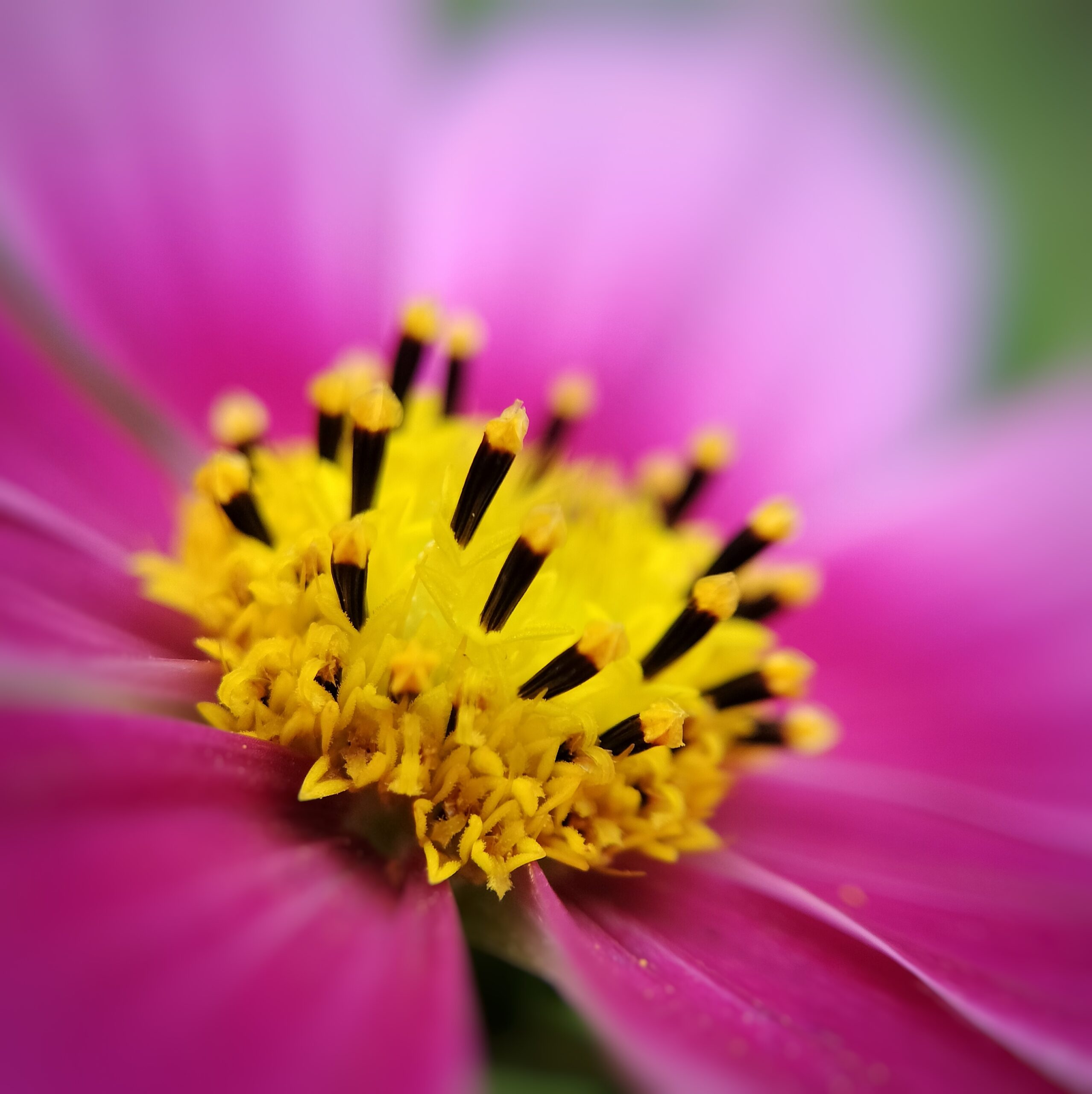 Workshop Smartphone Natuurfotografie
