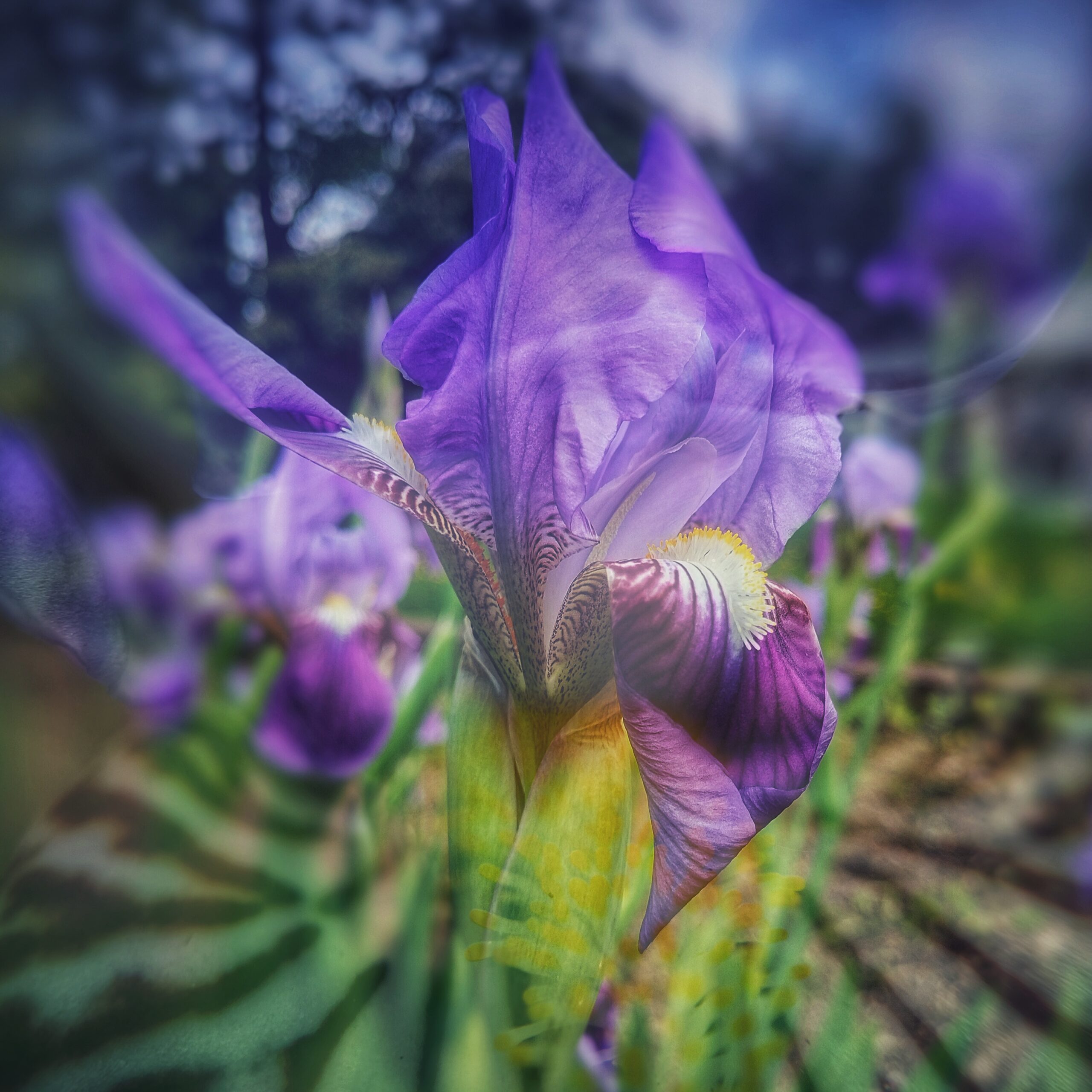 Workshop Smartphone Natuurfotografie - Afbeelding 2